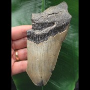13,9 cm graues Zahnfragment des Megalodon