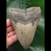 12,0 cm brauner Zahn des Carcharocles Megalodon