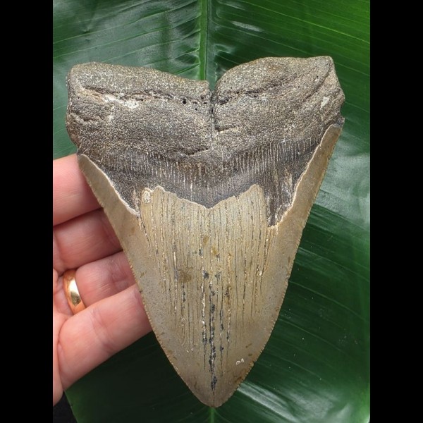 12,0 cm brauner Zahn des Carcharocles Megalodon 12,0 cm brauner Zahn des Carcharocles Megalodon