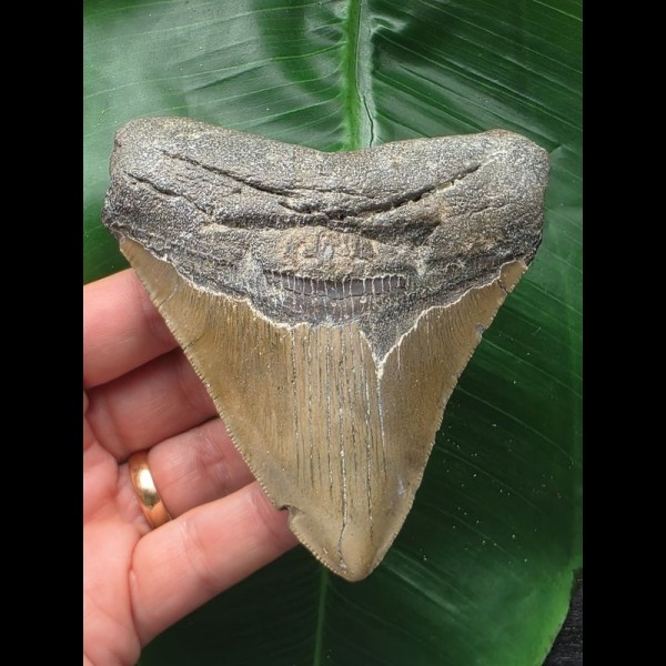 10,5 cm Zahn des Megalodon mit breiter Wurzel 10,5 cm Zahn des Megalodon mit breiter Wurzel