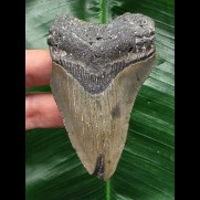 8,0 cm grauer Zahn des Megalodon 