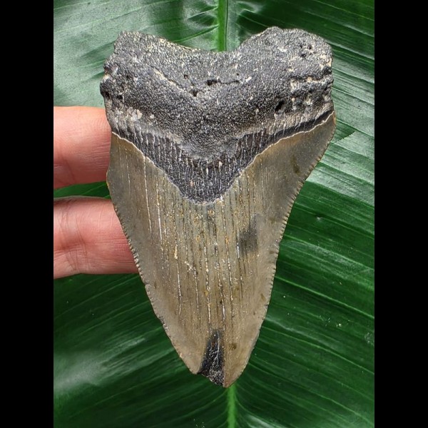 8,0 cm grauer Zahn des Megalodon 8,0 cm grauer Zahn des Megalodon