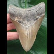 10,4 cm grauer glänzender Zahn des Megalodon