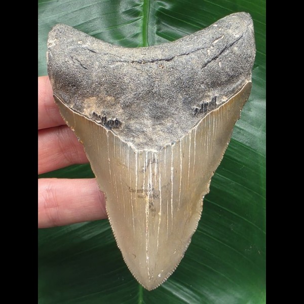 10,4 cm grauer glänzender Zahn des Megalodon 10,4 cm grauer glänzender Zahn des Megalodon