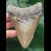 10,4 cm grauer glänzender Zahn des Megalodon 10,4 cm grauer glänzender Zahn des Megalodon