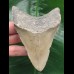 10,4 cm grauer glänzender Zahn des Megalodon 10,4 cm grauer glänzender Zahn des Megalodon