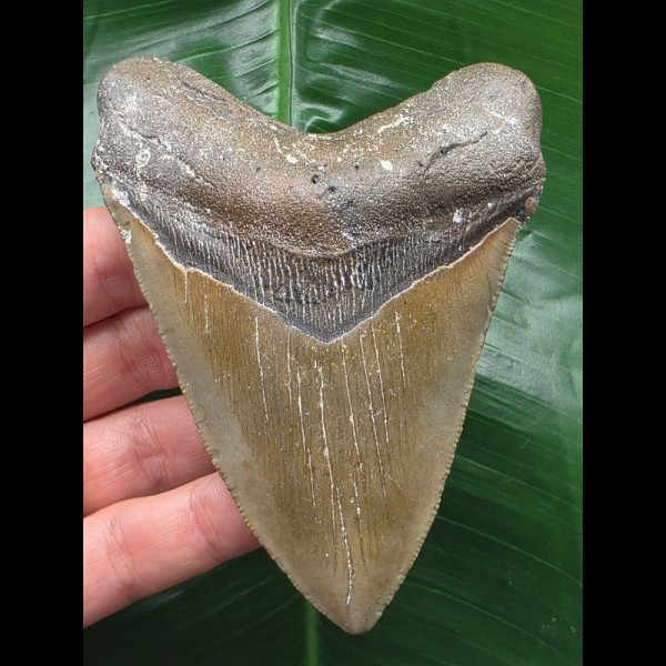 10,8 cm brauner Zahn des Megalodon mit erkennbarer Zahnung 10,8 cm brauner Zahn des Megalodon mit erkennbarer Zahnung