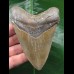 10,8 cm brauner Zahn des Megalodon mit erkennbarer Zahnung 10,8 cm brauner Zahn des Megalodon mit erkennbarer Zahnung