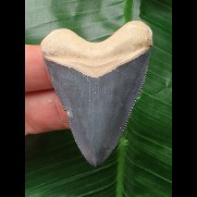 5,1 cm blauer Zahn des Hubbell Megalodon aus dem Bone Valley