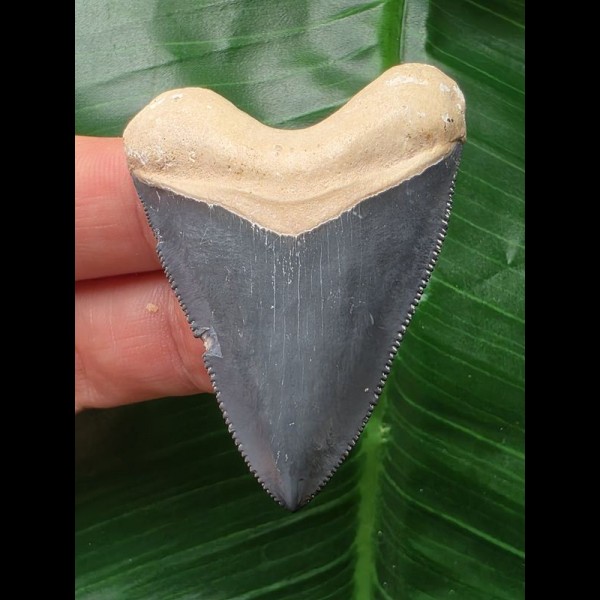 5,1 cm blauer Zahn des Hubbell Megalodon aus dem Bone Valley 5,1 cm blauer Zahn des Hubbell Megalodon aus dem Bone Valley