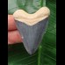 5,1 cm blauer Zahn des Hubbell Megalodon aus dem Bone Valley 5,1 cm blauer Zahn des Hubbell Megalodon aus dem Bone Valley