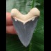 5,1 cm blauer Zahn des Hubbell Megalodon aus dem Bone Valley 5,1 cm blauer Zahn des Hubbell Megalodon aus dem Bone Valley