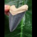 5,1 cm blauer Zahn des Hubbell Megalodon aus dem Bone Valley 5,1 cm blauer Zahn des Hubbell Megalodon aus dem Bone Valley