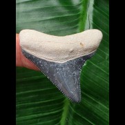 4,2 cm blauer dunkler Zahn des Megalodon