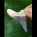 4,2 cm blauer dunkler Zahn des Megalodon 4,2 cm blauer dunkler Zahn des Megalodon