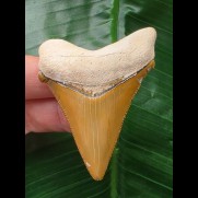 6,1 cm orangener Zahn des Carcharocles Angustidens