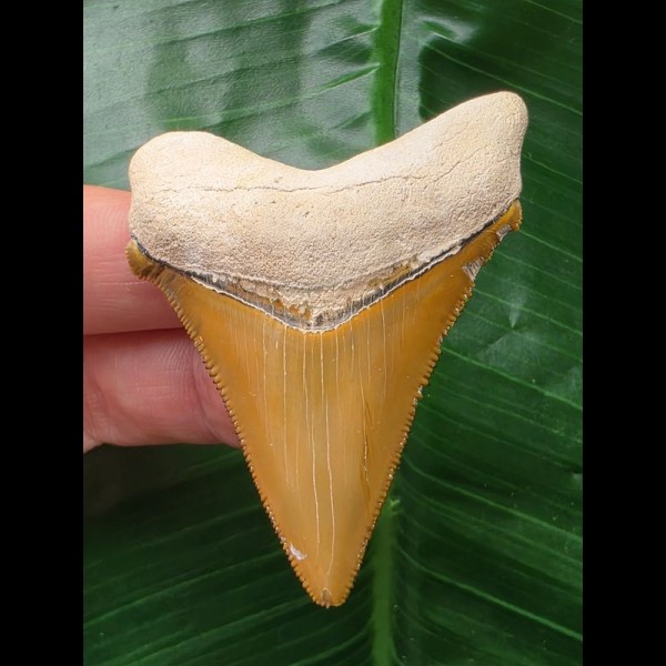 6,1 cm orangener Zahn des Carcharocles Angustidens 6,1 cm orangener Zahn des Carcharocles Angustidens