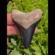 7,1 cm dolchförmiger schwarzer Zahn des Megalodon aus dem Bone Valley