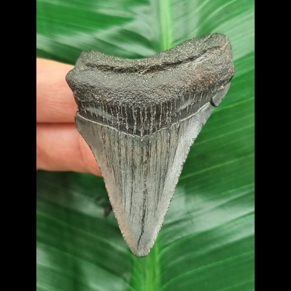 6,6 cm grau-blauer Zahn des Megalodon