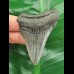 6.6 cm grey-blue tooth of the Megalodon