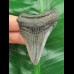 6,6 cm grau-blauer Zahn des Megalodon