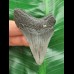 6,6 cm grau-blauer Zahn des Megalodon