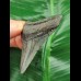 6.6 cm grey-blue tooth of the Megalodon