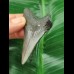 6.6 cm grey-blue tooth of the Megalodon