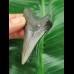 6,6 cm grau-blauer Zahn des Megalodon