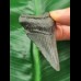 6.6 cm grey-blue tooth of the Megalodon