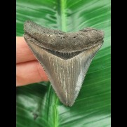 5,9 cm scharfer Zahn des Megalodon