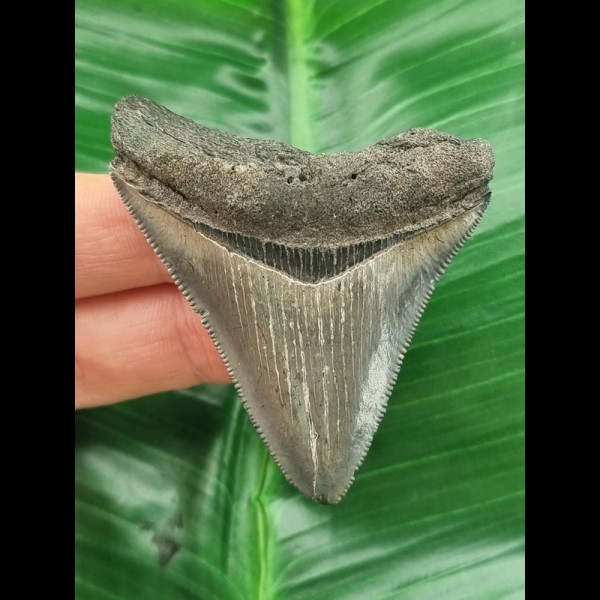 5.9 cm sharp tooth of the Megalodon