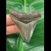 5.9 cm sharp tooth of the Megalodon