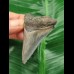 5.9 cm sharp tooth of the Megalodon