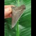 5.9 cm sharp tooth of the Megalodon