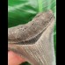 5.9 cm sharp tooth of the Megalodon