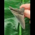 5.9 cm sharp tooth of the Megalodon