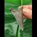 5.9 cm sharp tooth of the Megalodon