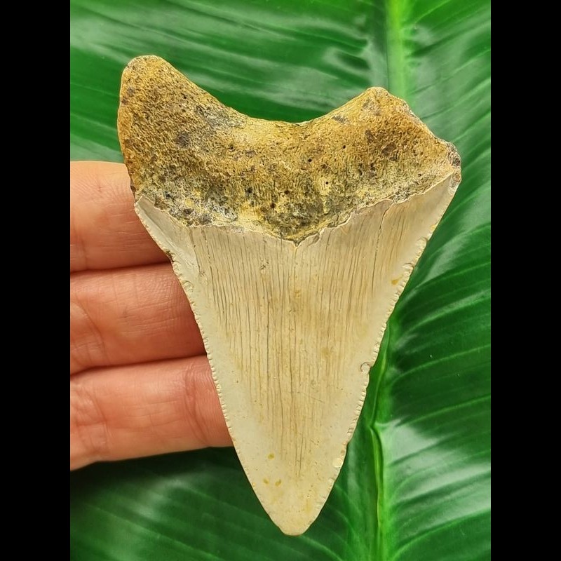 7.5 cm dagger-shaped tooth of the Megalodon [TX706]