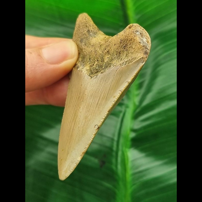 7.5 cm dagger-shaped tooth of the Megalodon [TX706]