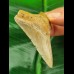 7,5 cm dolchförmiger Zahn des Megalodon