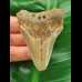 6,7 cm blau-grauer Zahn des Megalodon