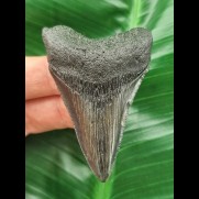 6,2 cm dolchförmiger Zahn des Megalodon