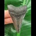 6,2 cm dolchförmiger Zahn des Megalodon