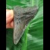 6.2 cm dagger-shaped tooth of the Megalodon