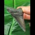 6,2 cm dolchförmiger Zahn des Megalodon