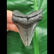 5,9 cm Zahn des Megalodon  mit grau-blauem Zahnschmelz