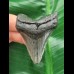 5,9 cm Zahn des Megalodon  mit grau-blauem Zahnschmelz