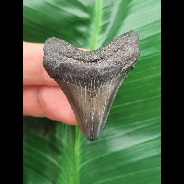 4.3 cm dark tooth of the Megalodon