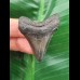 4.3 cm dark tooth of the Megalodon